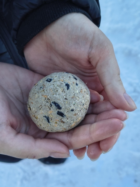 Dokarmiaj ptaki mądrze – pomagaj, nie szkodząc!
